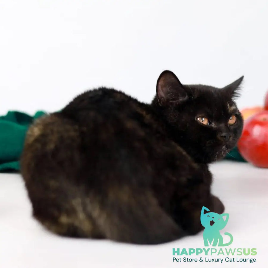 Yarina British Shorthair female black tortie - live animals