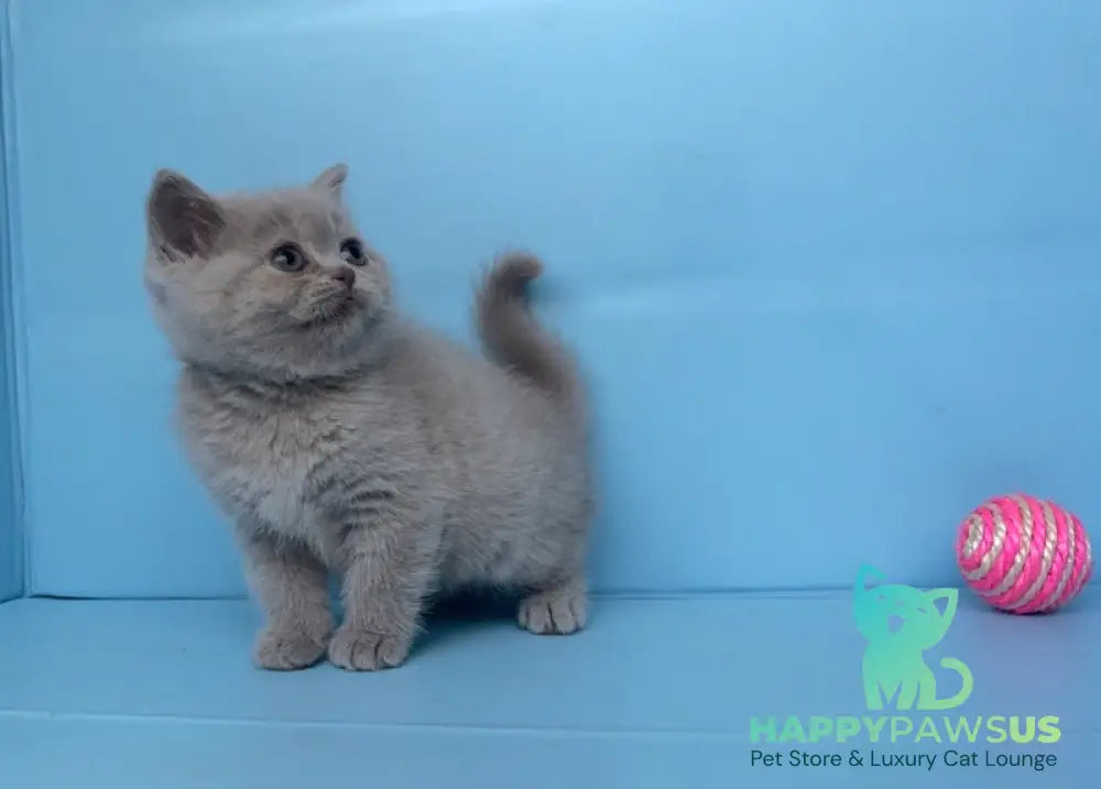 Yarina British Shorthair female lilac - live animals
