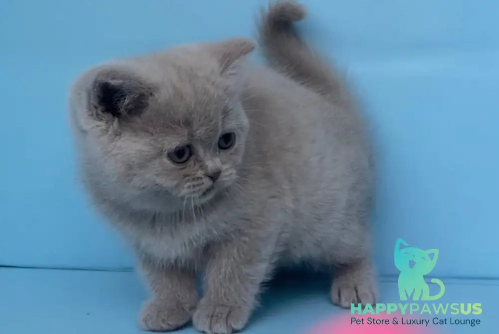 Yarina British Shorthair female lilac - live animals