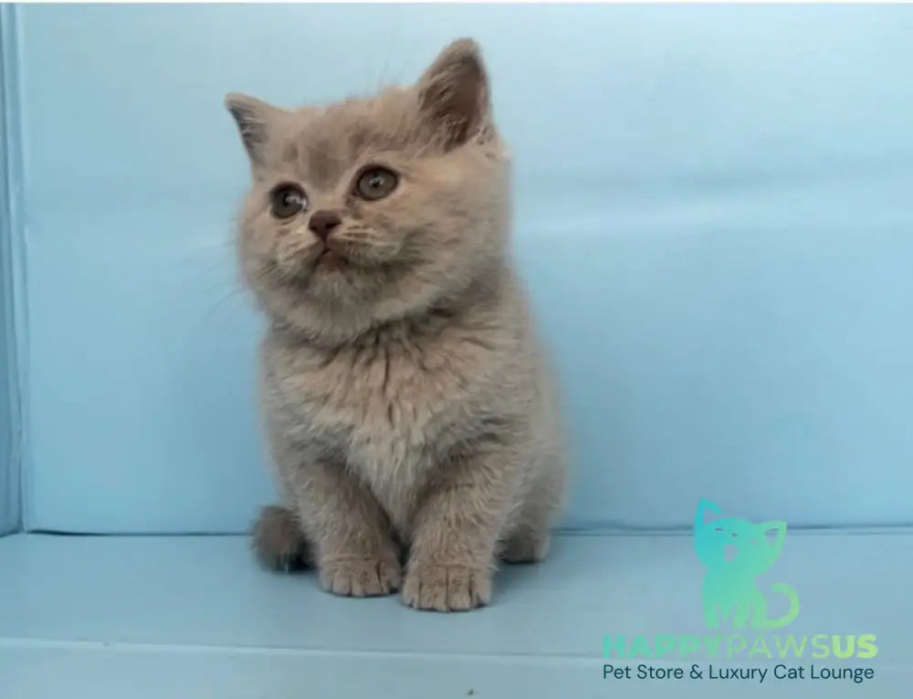 Yarina British Shorthair female lilac - live animals