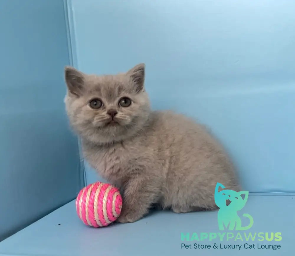 Yarina British Shorthair female lilac - live animals