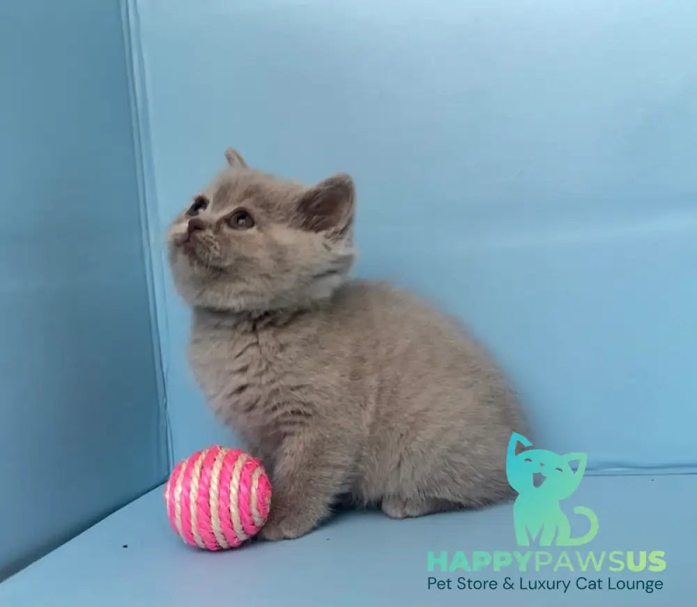 Yarina British Shorthair female lilac - live animals