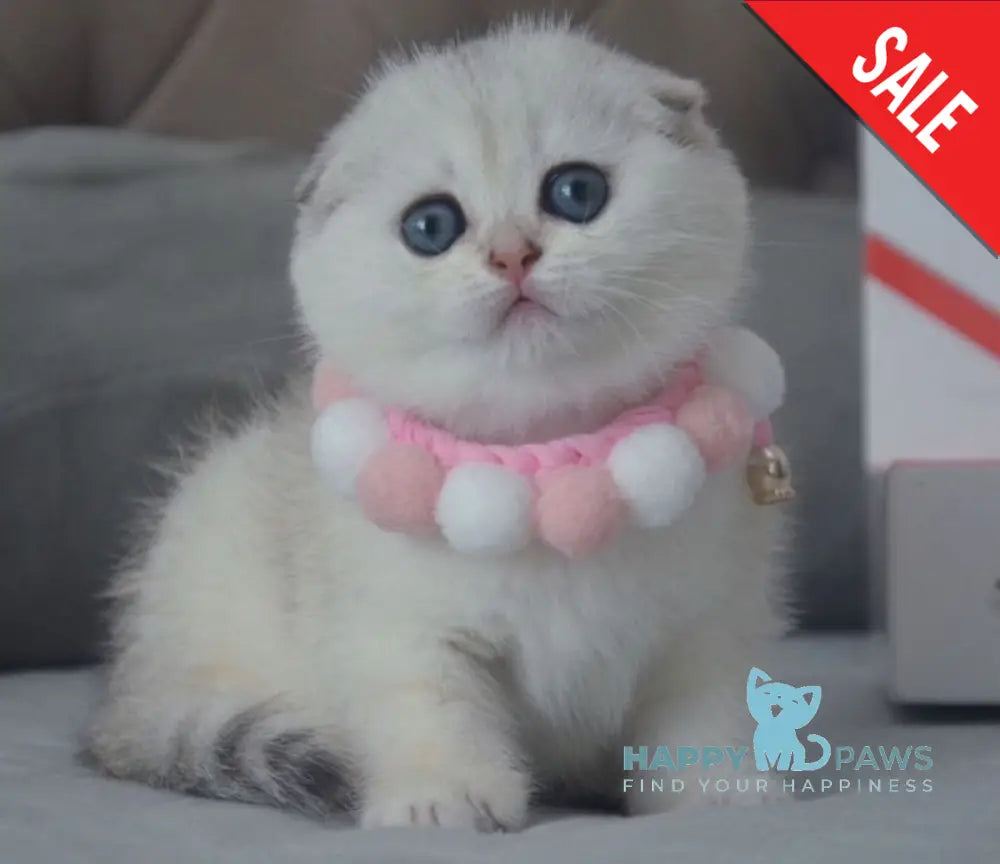 Yarina Scottish Fold female black silver shaded live animals