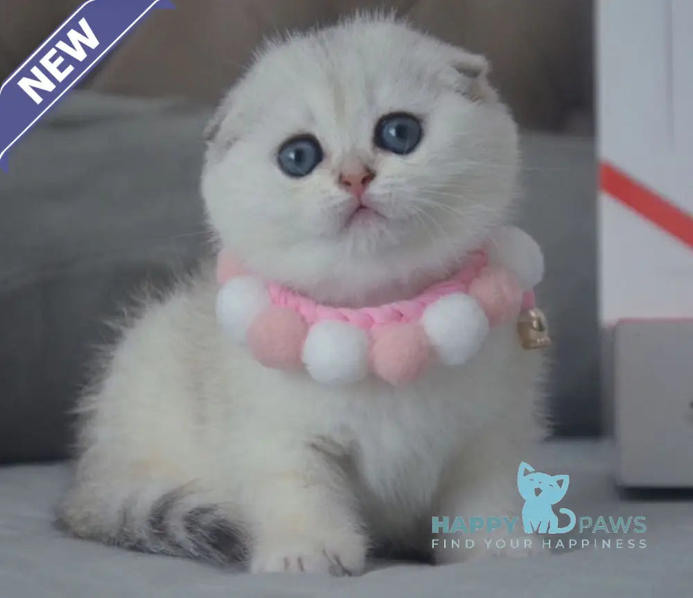 Yarina Scottish Fold female black silver shaded live animals