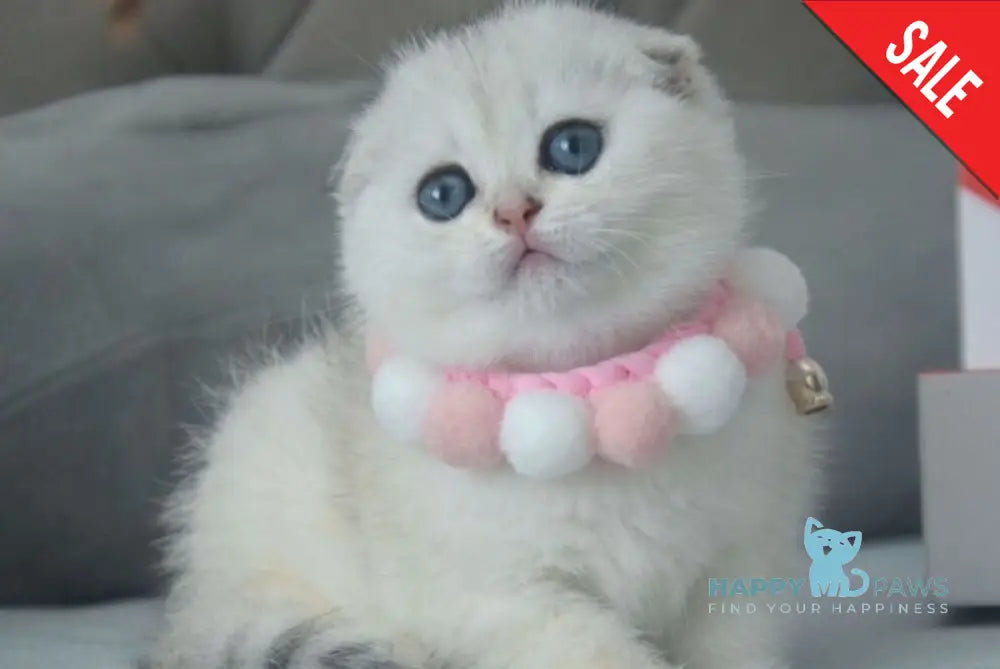 Yarina Scottish Fold female black silver shaded live animals