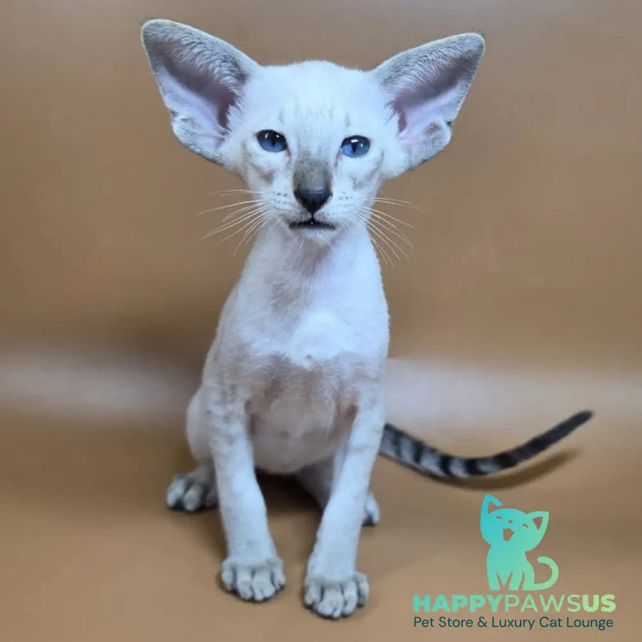 Yarina Siamese female black spotted tabby - live animals