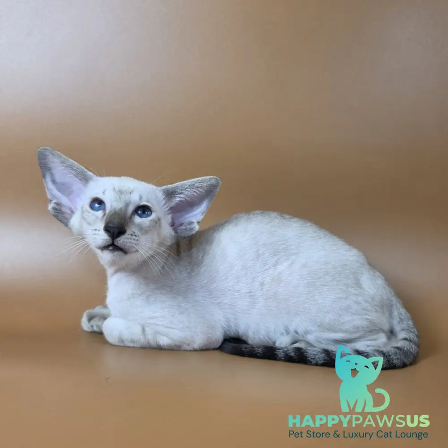 Yarina Siamese female black spotted tabby - live animals