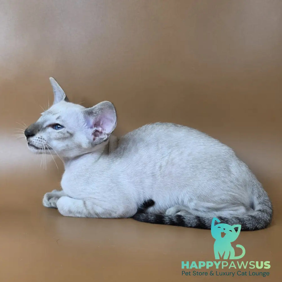 Yarina Siamese female black spotted tabby - live animals