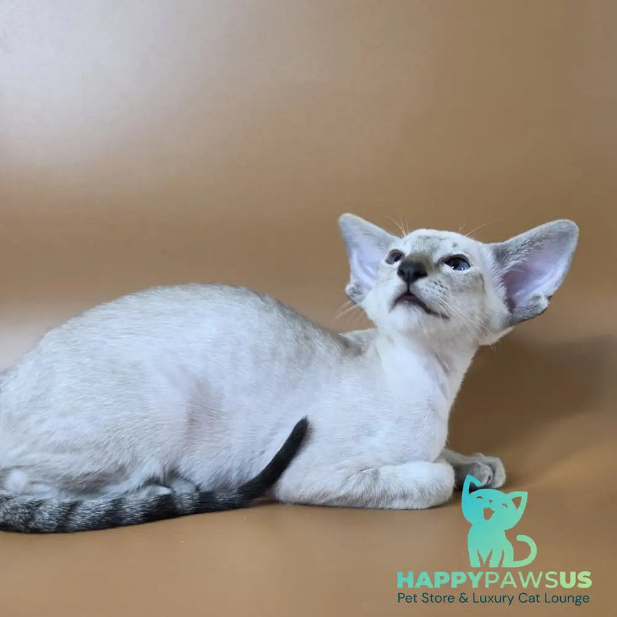 Yarina Siamese female black spotted tabby - live animals