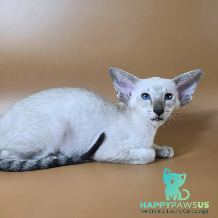 Yarina Siamese female black spotted tabby - live animals