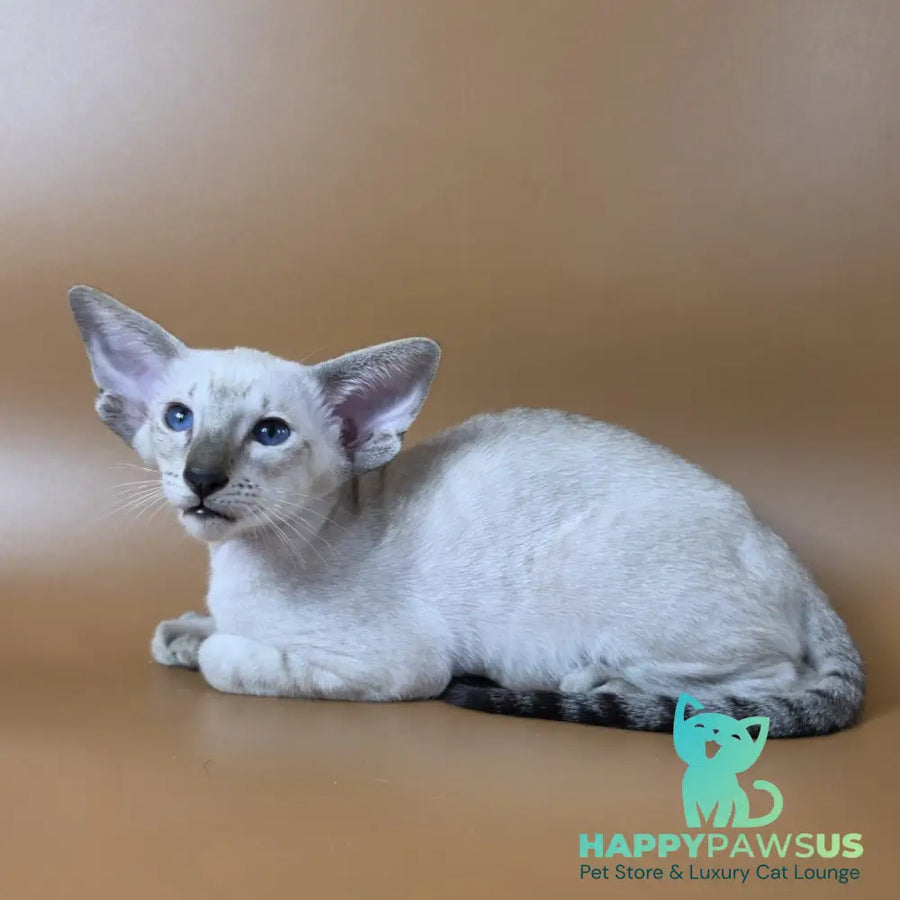 Yarina Siamese female black spotted tabby - live animals