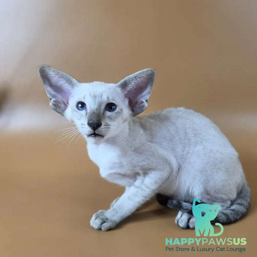 Yarina Siamese female black spotted tabby - live animals