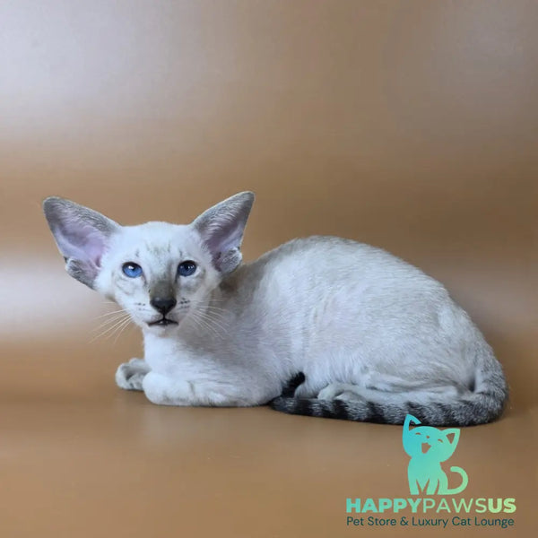 Yarina Siamese female black spotted tabby - live animals