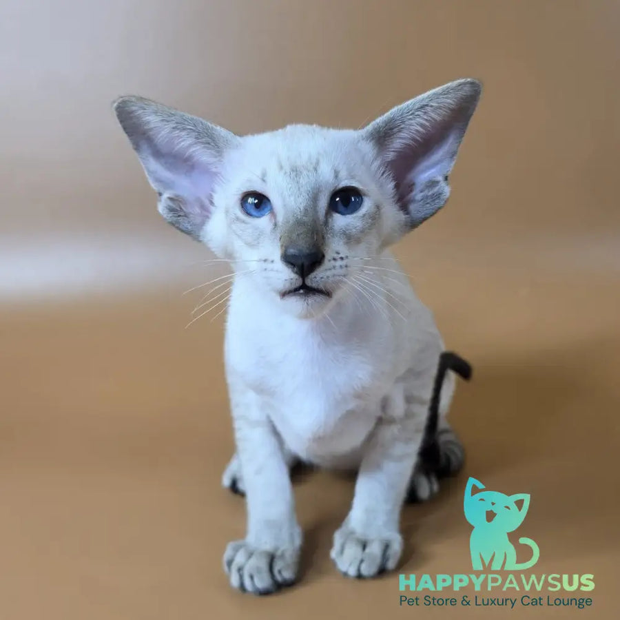 Yarina Siamese female black spotted tabby - live animals