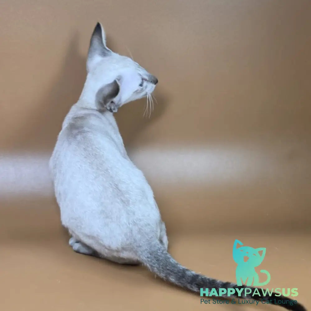 Yarina Siamese female black spotted tabby - live animals