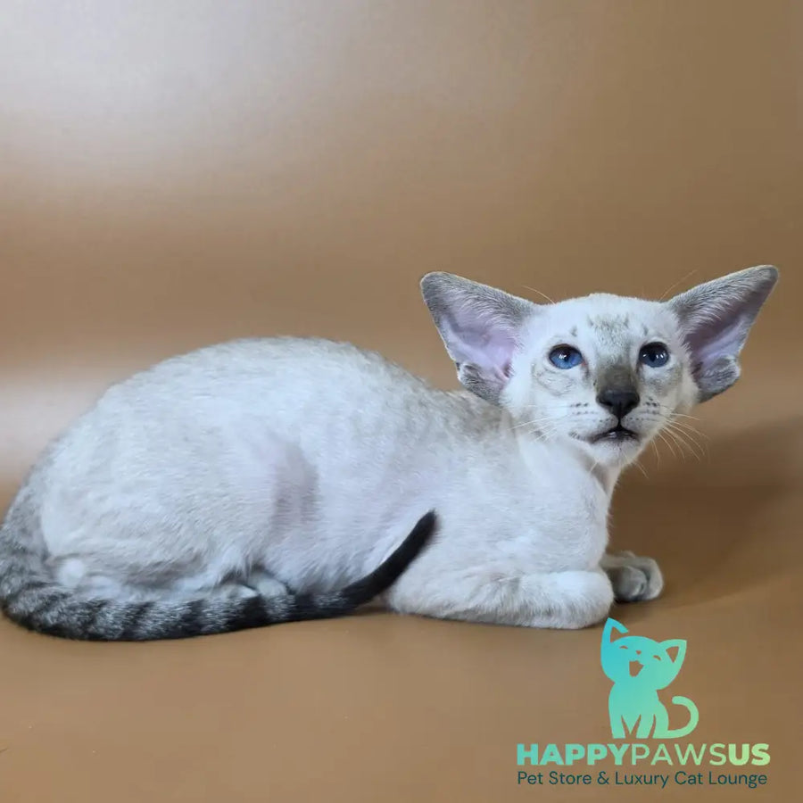 Yarina Siamese female black spotted tabby - live animals