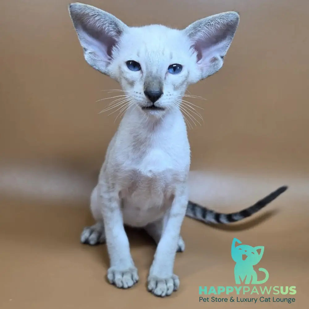Yarina Siamese female black spotted tabby - live animals