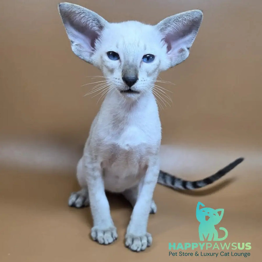 Yarina Siamese female black spotted tabby - live animals