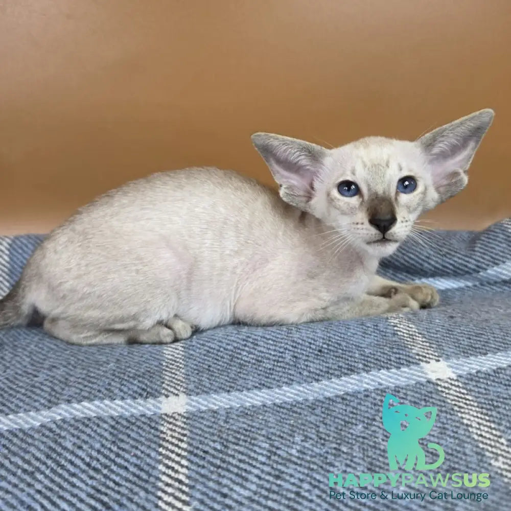 Yarina Siamese female black spotted tabby - live animals