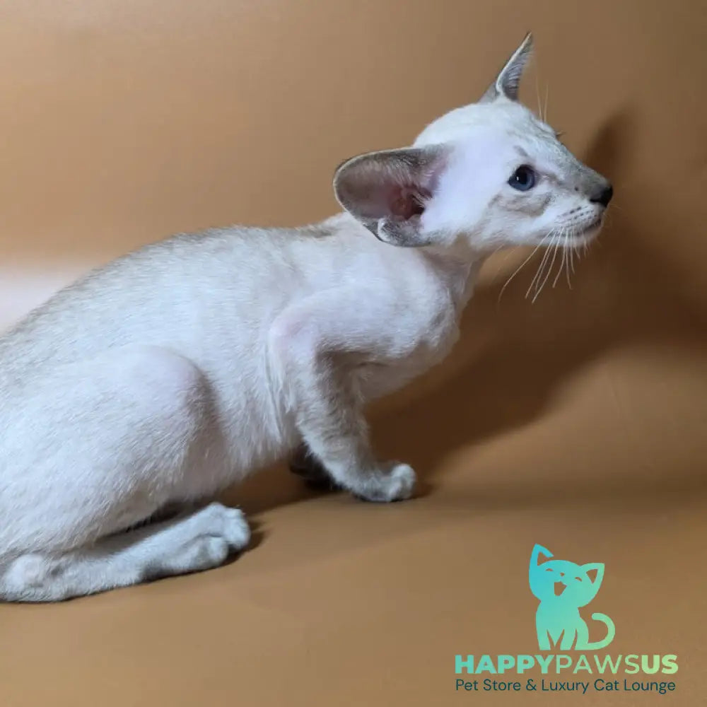 Yarina Siamese female black spotted tabby - live animals