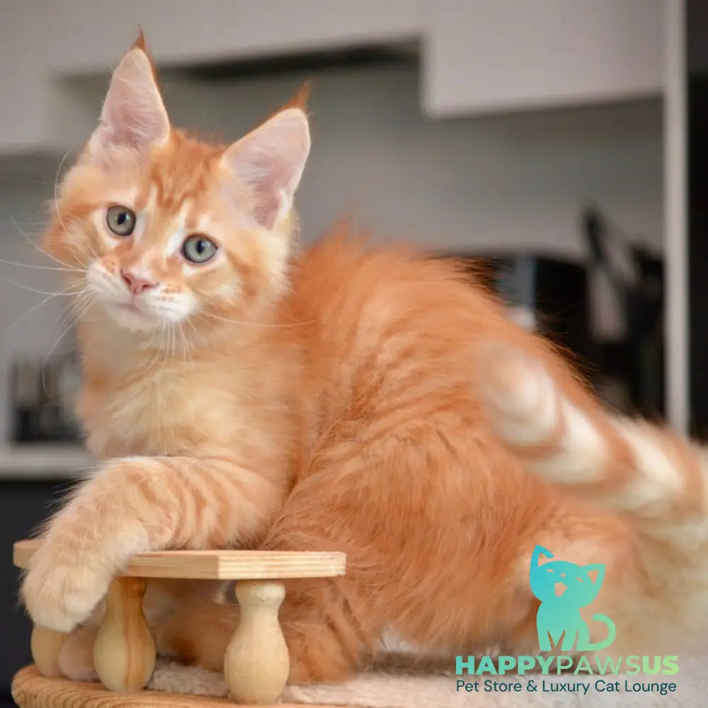 Yarion Maine Coon male red tabby - live animals
