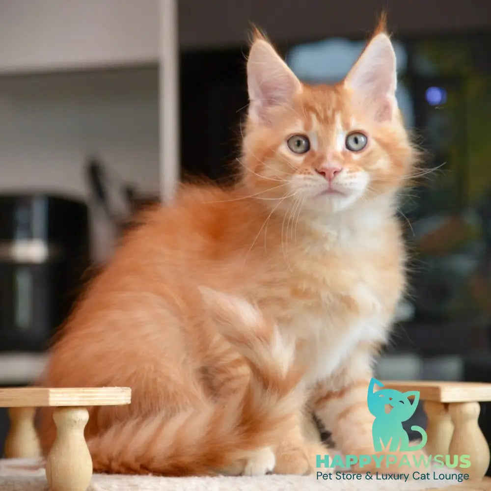 Yarion Maine Coon male red tabby - live animals