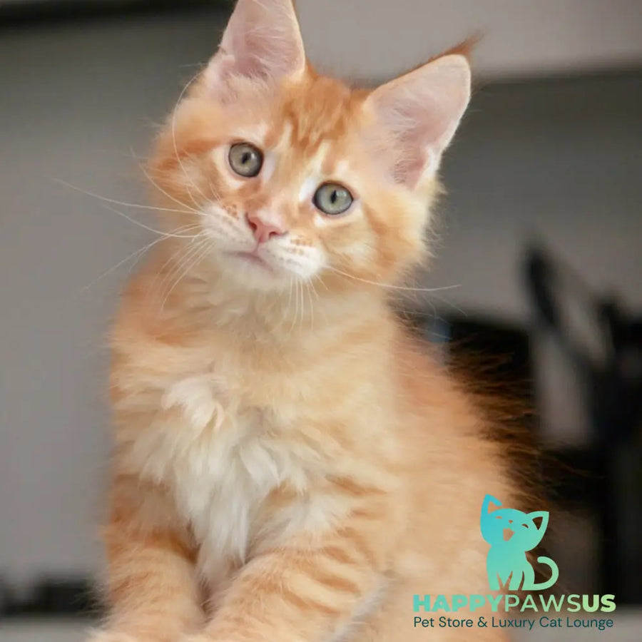 Yarion Maine Coon male red tabby - live animals