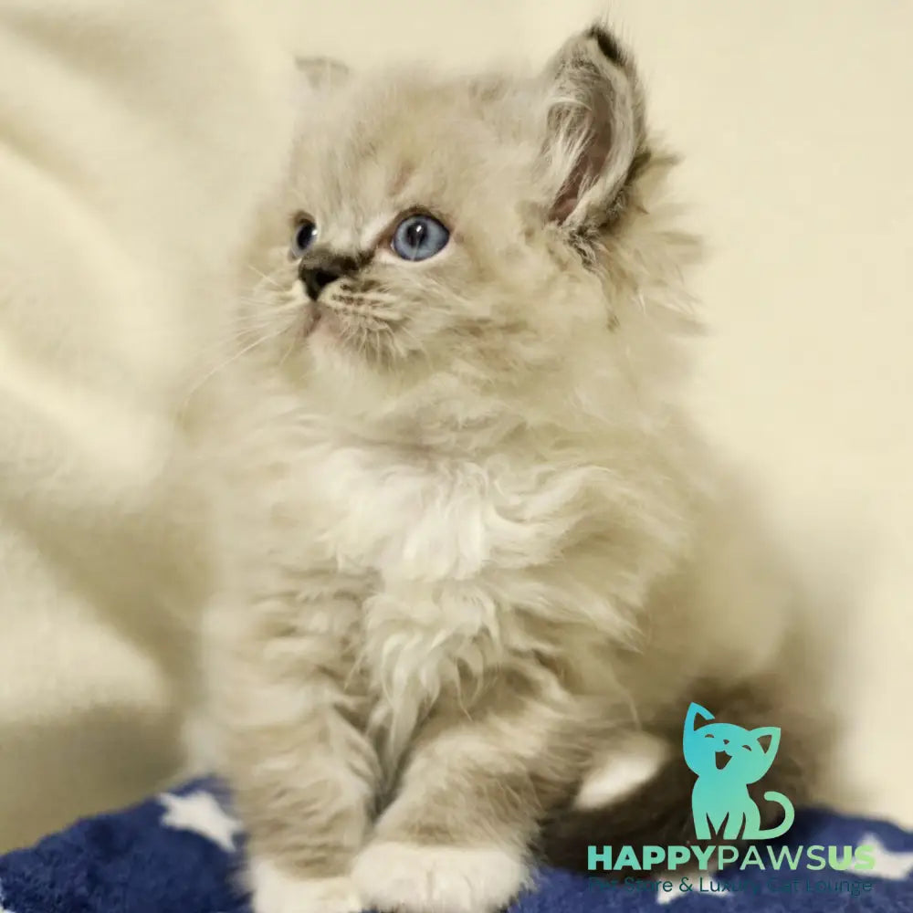 Yaro Ragdoll male black mitted tabby - live animals