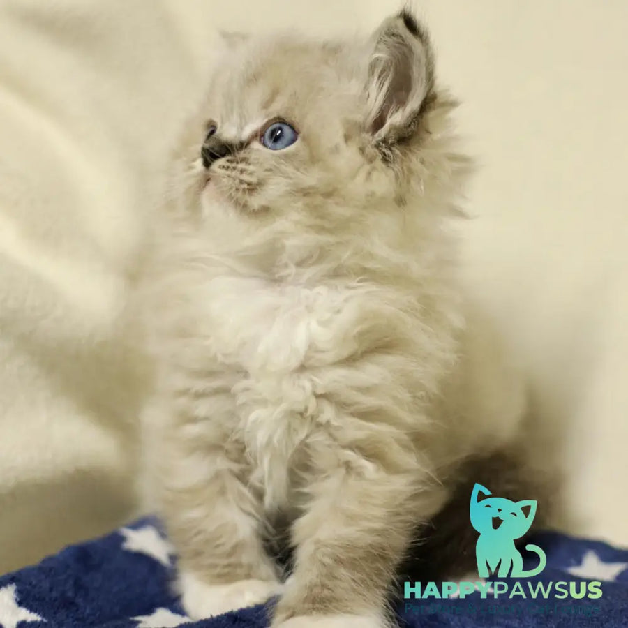 Yaro Ragdoll male black mitted tabby - live animals