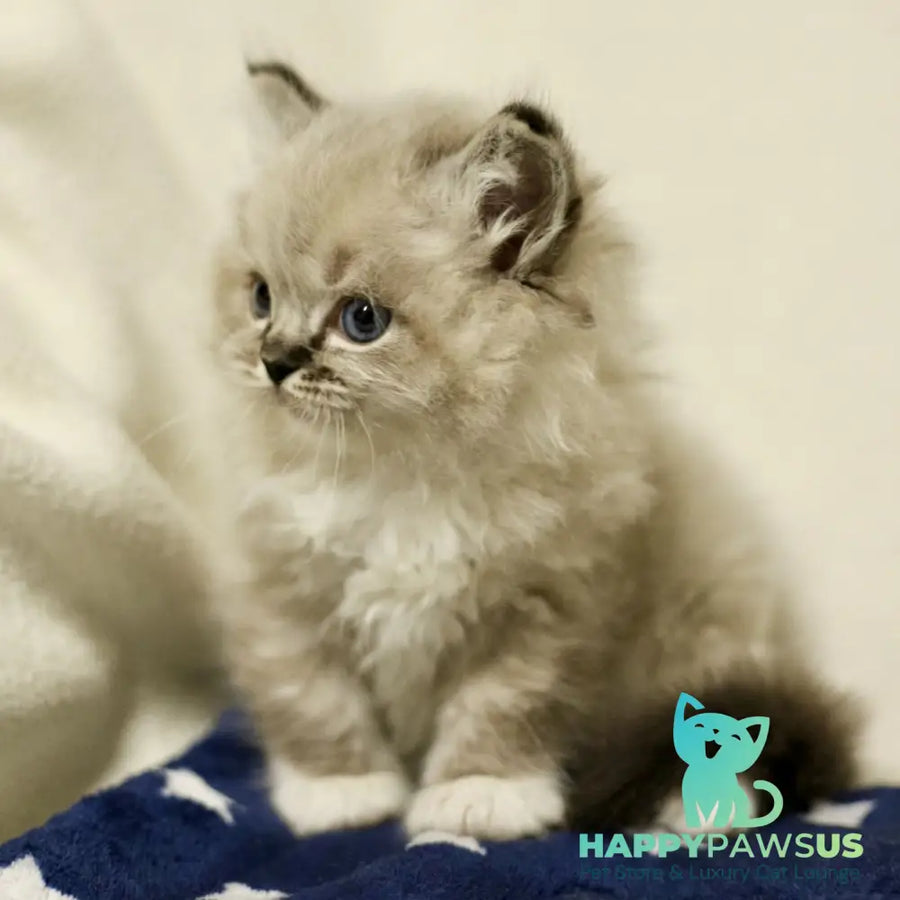Yaro Ragdoll male black mitted tabby - live animals