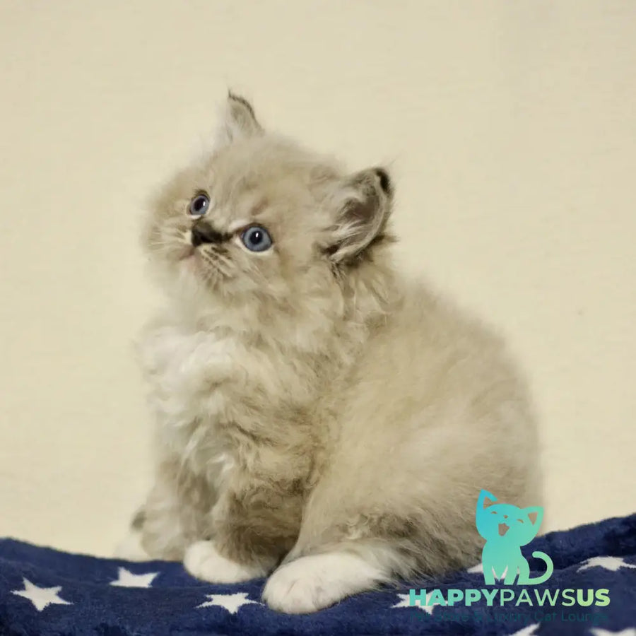 Yaro Ragdoll male black mitted tabby - live animals