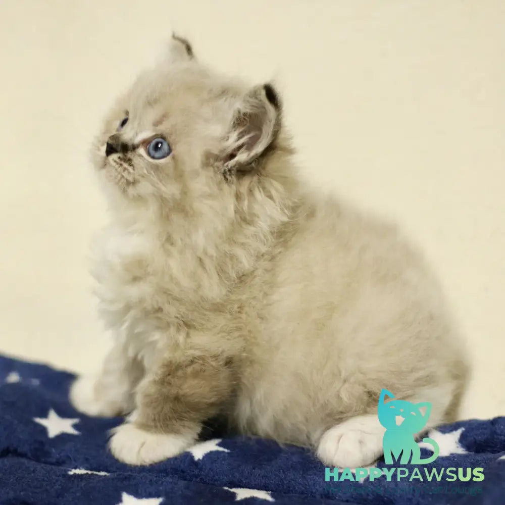 Yaro Ragdoll male black mitted tabby - live animals