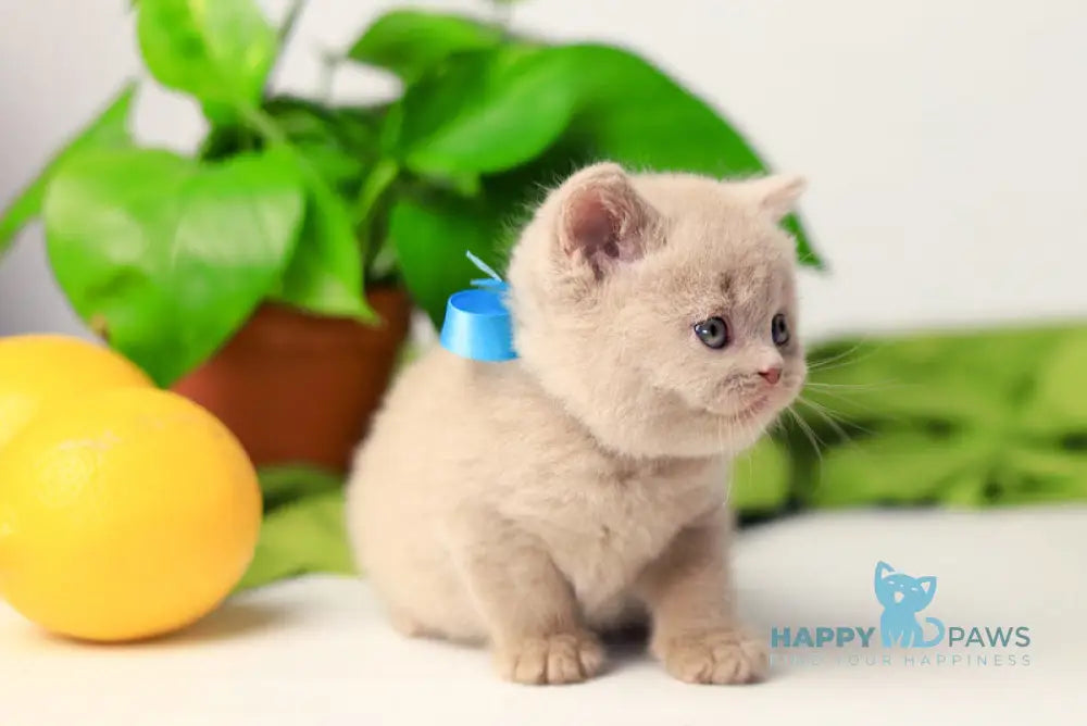 Yaromir British Shorthair male fawn live animals