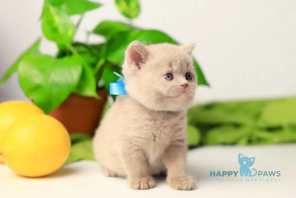 Yaromir British Shorthair male fawn live animals