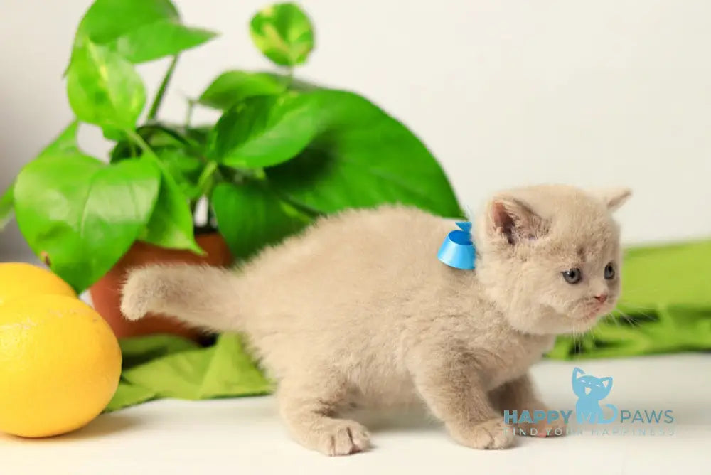 Yaromir British Shorthair male fawn live animals