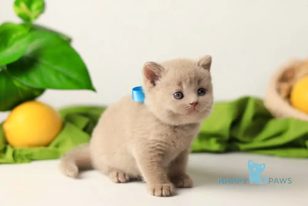 Yaromir British Shorthair male fawn live animals