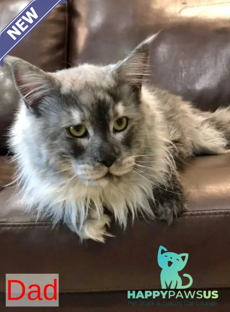 Yaron Maine Coon male black silver - live animals