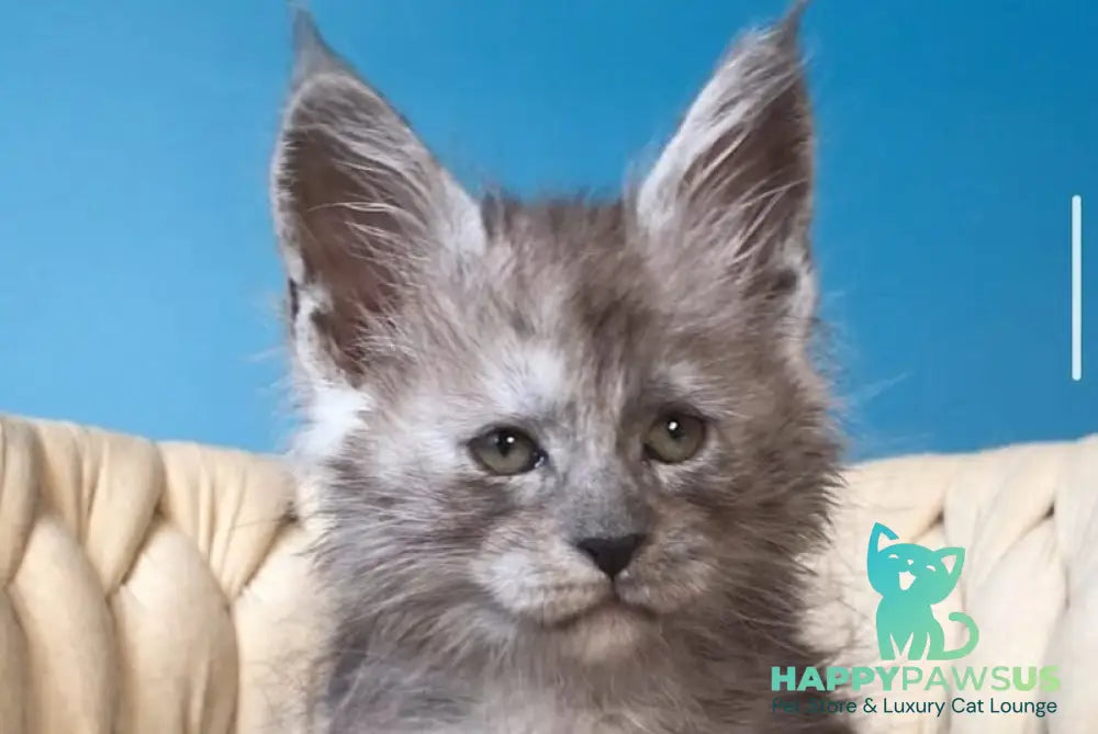 Yaron Maine Coon male black silver - live animals