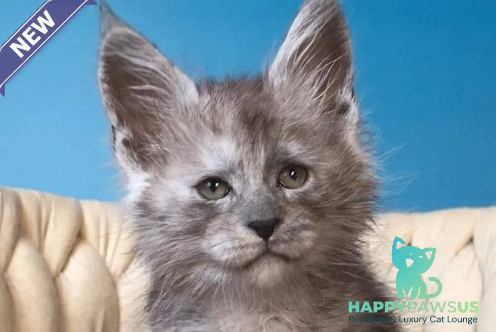 Yaron Maine Coon male black silver - live animals