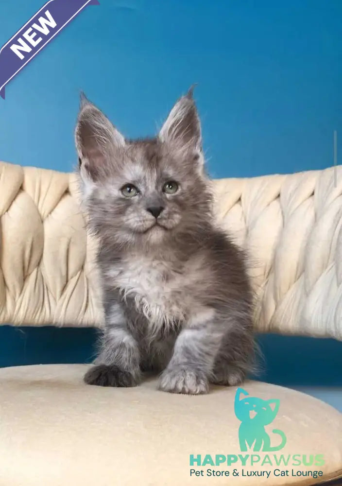 Yaron Maine Coon male black silver - live animals