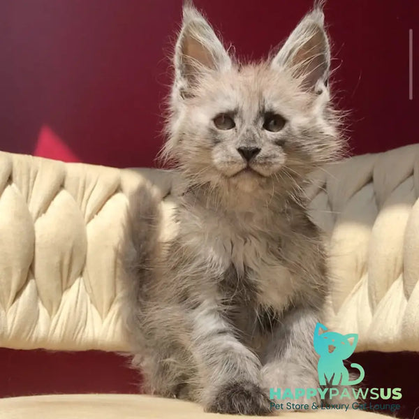 Yaron Maine Coon male black silver - live animals