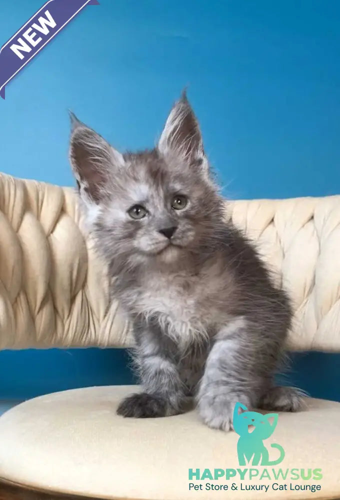 Yaron Maine Coon male black silver - live animals