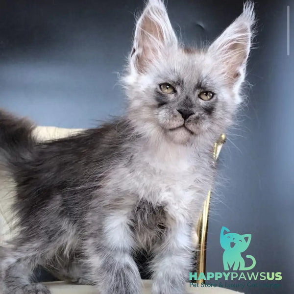 Yaron Maine Coon male black silver - live animals