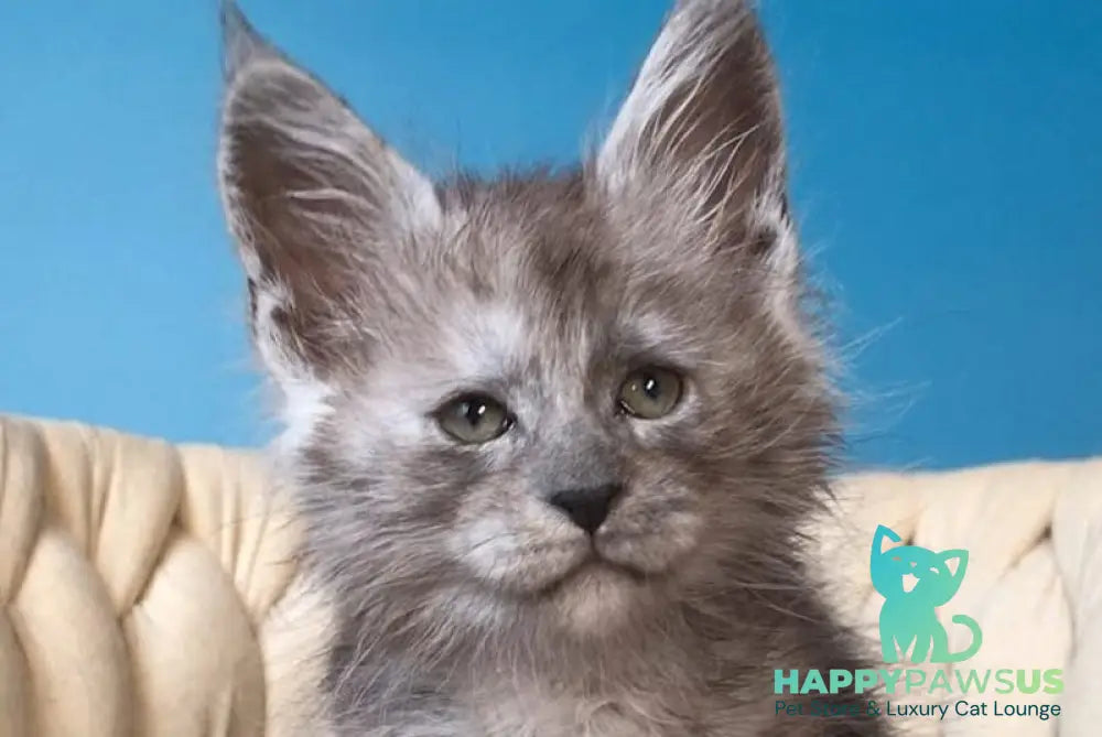 Yaron Maine Coon male black silver - live animals