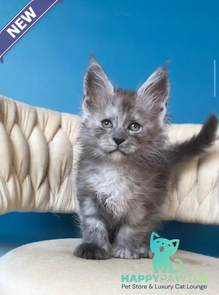 Yaron Maine Coon male black silver - live animals