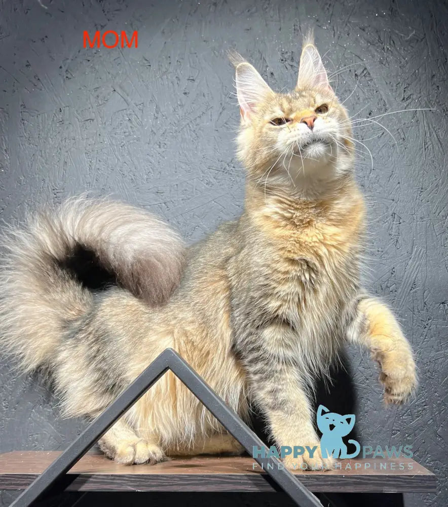 Yaron Maine Coon male black silver ticked tabby live animals
