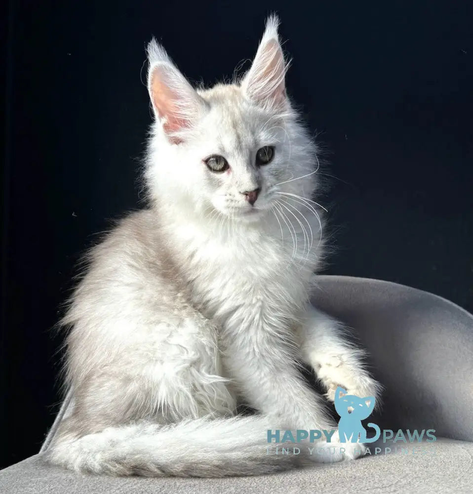 Yaron Maine Coon male black silver ticked tabby live animals