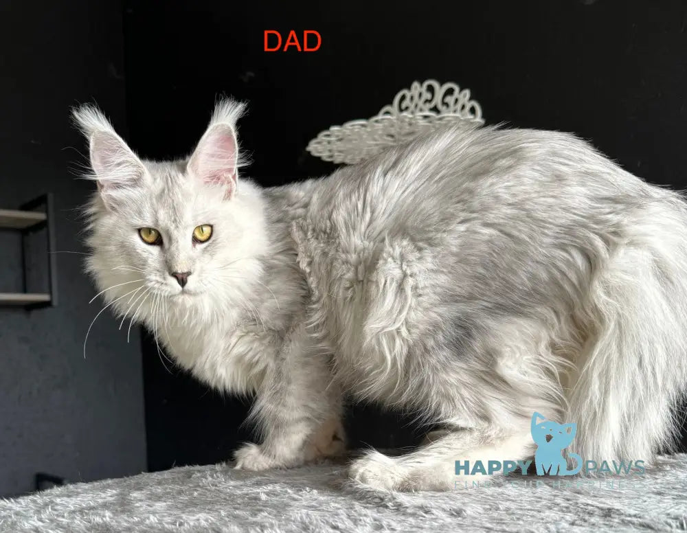 Yaron Maine Coon male black silver ticked tabby live animals
