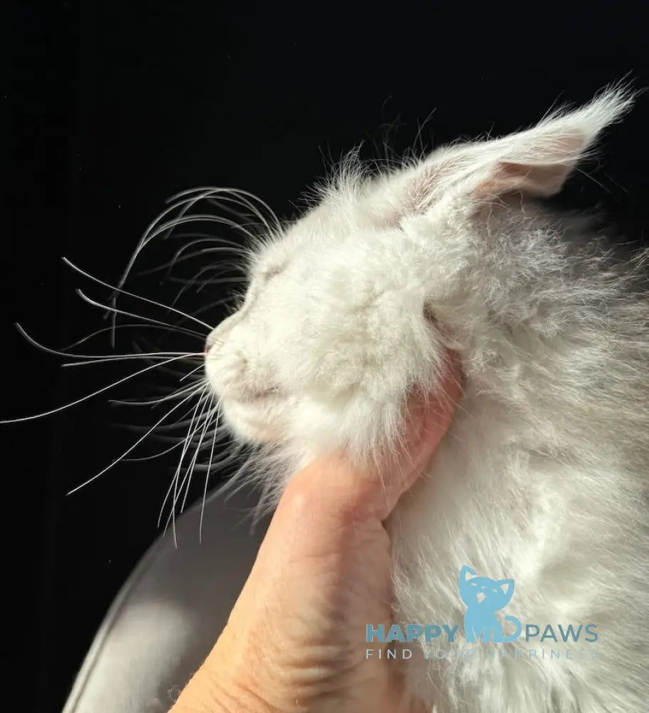 Yaron Maine Coon male black silver ticked tabby live animals