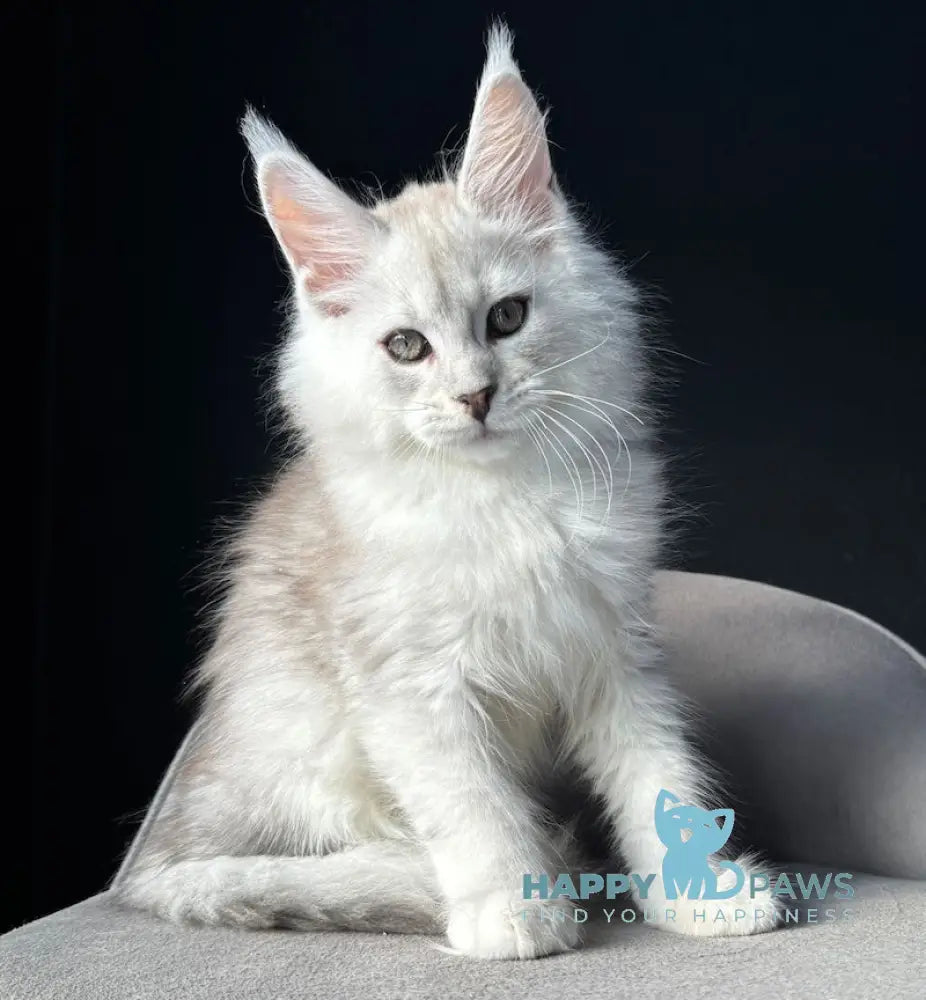 Yaron Maine Coon male black silver ticked tabby live animals
